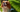 Cavalier King Charles Spaniel Temperament: What to Expect?