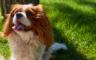 Cavalier King Charles Spaniel Temperament: What to Expect?
