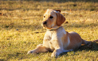 Chesapeake Bay Retriever Exercise Needs: Keeping Your Chesapeake Bay Retriever Fit and Happy