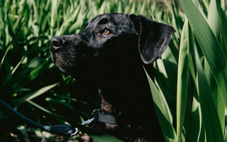 Chesapeake Bay Retriever Temperament: What to Expect from Your Dog