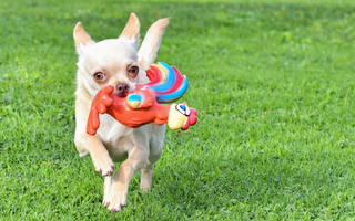 Chihuahua Exercise Needs: Keeping Your Chihuahua Fit and Happy