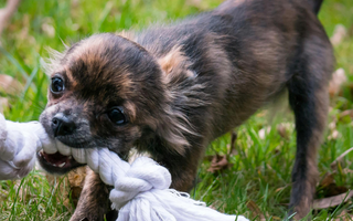 Chihuahua Temperament: What to Expect from Your Dog