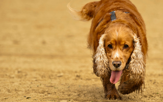 Cocker Spaniel Exercise Needs: Keeping Your Cocker Spaniel Fit and Happy