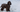 Cocker Spaniel Temperament: What to Expect from Your Dog