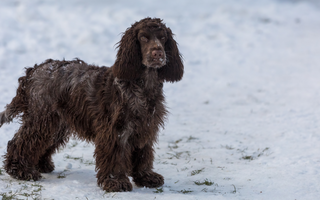 Cocker Spaniel Temperament: What to Expect from Your Dog