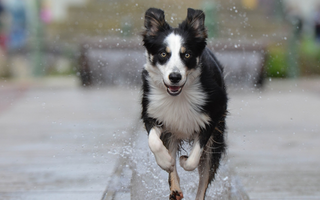 Collie Exercise Needs: Keeping Your Collie Fit and Happy