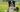 Collie Temperament: What to Expect from Your Dog