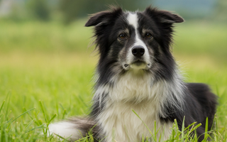 Collie Temperament: What to Expect from Your Dog