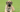 Top 10 Health Concerns for Mastiffs: Prevention and Care