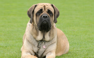 Top 10 Health Concerns for Mastiffs: Prevention and Care
