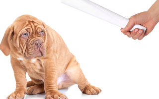 The Ultimate Guide to Mastiffs