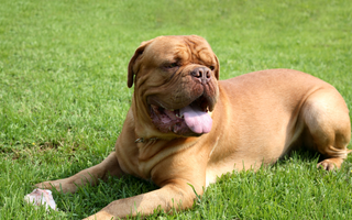 Best Diet for Mastiffs: Nutrition Tips and Food Recommendations