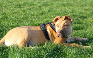 Mastiff Temperament: What to Expect from Your Dog