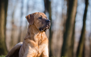 Are Mastiffs Good with Kids? A Family-Friendly Breed Analysis