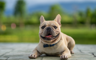 Top 10 Health Concerns for French Bulldogs: Prevention and Care