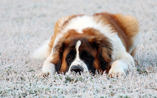 Top 10 Health Concerns for Saint Bernard: Prevention and Care