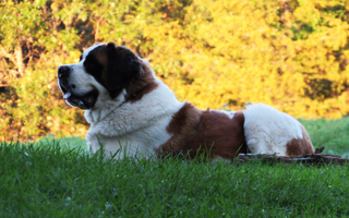 The Ultimate Guide to Saint Bernard
