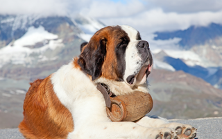 Saint Bernard Training Tips: Raising a Well-Behaved Companion