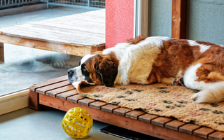 Saint Bernard Temperament: What to Expect from Your Dog