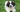 Saint Bernard Exercise Needs: Keeping Your Saint Bernard Fit and Happy