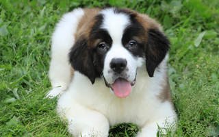 Saint Bernard Exercise Needs: Keeping Your Saint Bernard Fit and Happy