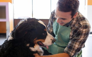 Socialization Tips for Your Saint Bernard: Building a Well-Rounded Dog