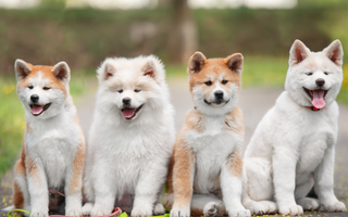 Akitas Top 10 Health Concerns: Prevention and Care