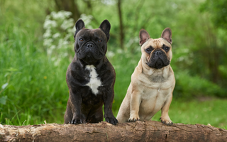 The Ultimate Guide to French Bulldog Puppy Training