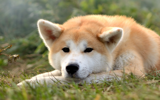 The Ultimate Guide to Akitas