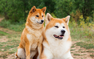 Best Diet for Akitas: Nutrition Tips and Food Recommendations