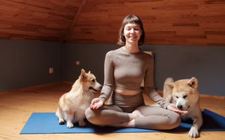Akita Temperament: What to Expect from Your Dog