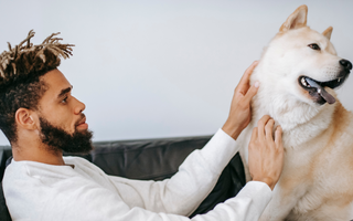 Akita Exercise Needs: Keeping Your Akita Fit and Happy