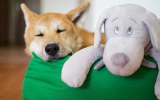 Are Akitas Good with Kids? A Family-Friendly Breed Analysis