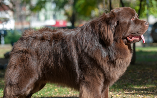 Top 10 Health Concerns for Newfoundlands: Prevention and Care