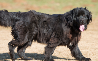 The Ultimate Guide to Newfoundlands