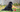 Best Diet for Newfoundlands: Nutrition Tips and Food Recommendations