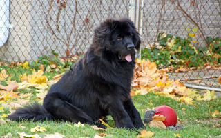 Best Diet for Newfoundlands: Nutrition Tips and Food Recommendations