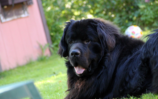 Newfoundland Temperament: What to Expect from Your Dog