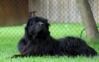 Newfoundland Exercise Needs: Keeping Your Newfoundland Fit and Happy