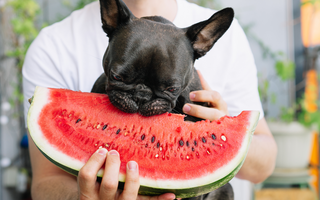 Best Diet for French Bulldogs: Nutrition Tips and Food Recommendations