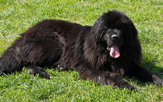 Are Newfoundlands Good with Kids? A Family-Friendly Breed Analysis