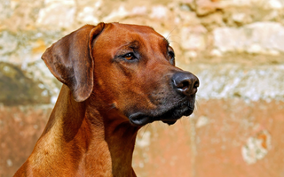 Top 10 Health Concerns for Rhodesian Ridgebacks: Prevention and Care
