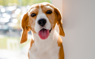 Beagle in Apartments: Tips for City Living with Your Beagle