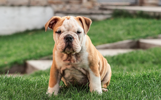 French Bulldog Temperament: What to Expect from Your Frenchie