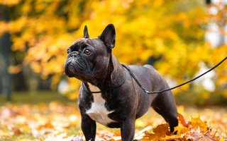 French Bulldog Exercise Needs: Keeping Your Frenchie Fit and Happy