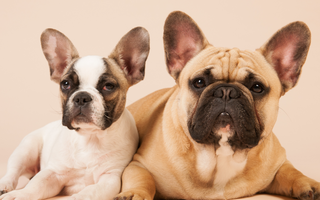 French Bulldogs in Apartments: Tips for City Living with Your Frenchie