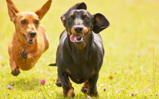 Dachshund Exercise Needs: Keeping Your Dachshund Fit and Happy