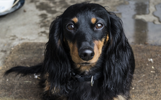 Dachshund Temperament: What to Expect from Your Dog