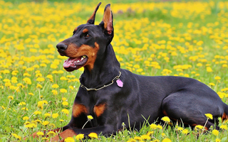 Doberman Pinscher Feeding Guide: From Puppy to Senior