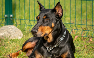 Doberman Pinscher Grooming 101: Coat Care and Hygiene Tips